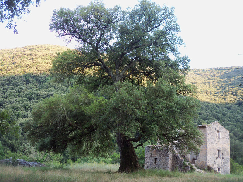 QUERCE 2.jpg