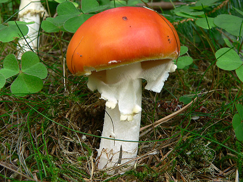 Amanita muscaria forma aureola.jpg