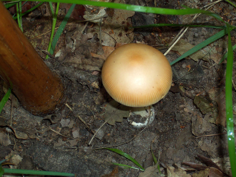 AMANITA CROCEA 2.jpg