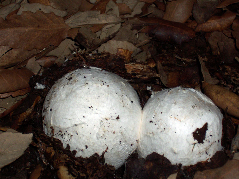 1 Amanita caesarea chiusa cardinale.jpg