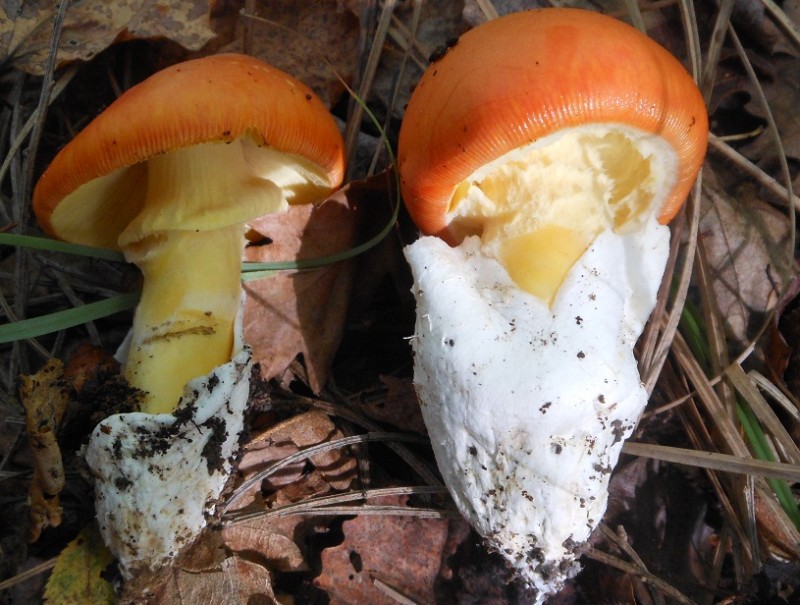 9 Amanita caesarea Coguaro.jpg