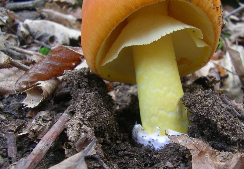 15 Amanita caesarea Roberto Guaito.jpg