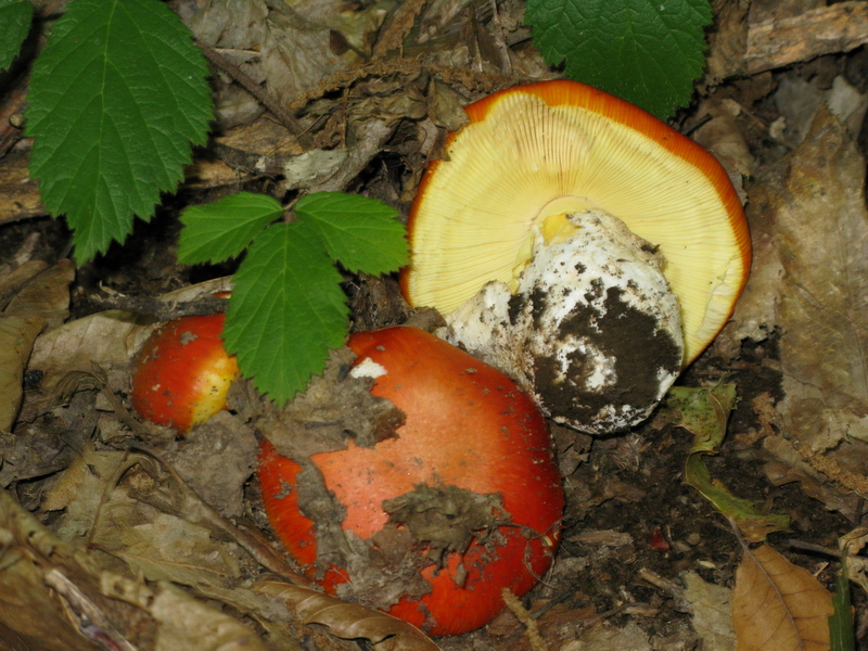 14 Amanita caesarea Giorgio Materozzi.jpg