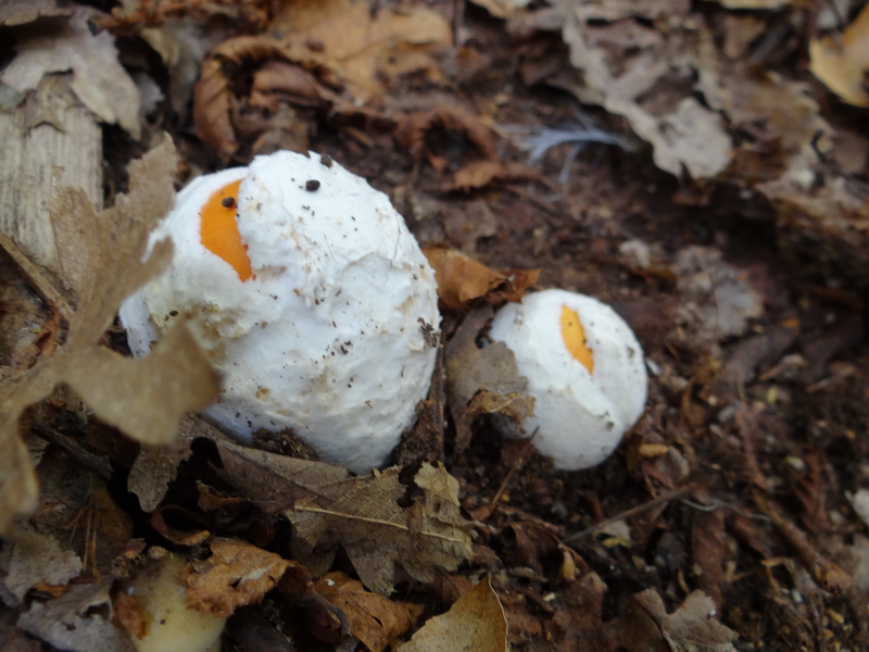 2 Amanita caesarea chiusa Giorgio Materozzi.jpg