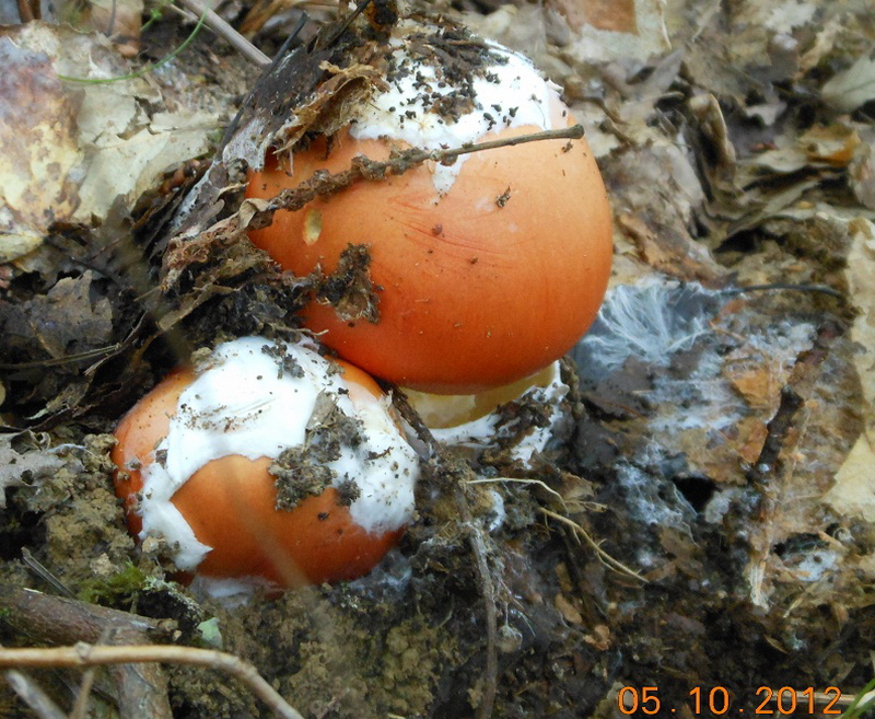 4 Amanita caesarea Coguaro.jpg