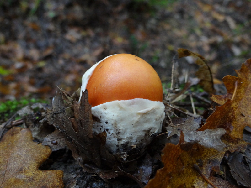 12 Amanita caesarea Giorgio Materozzi.jpg