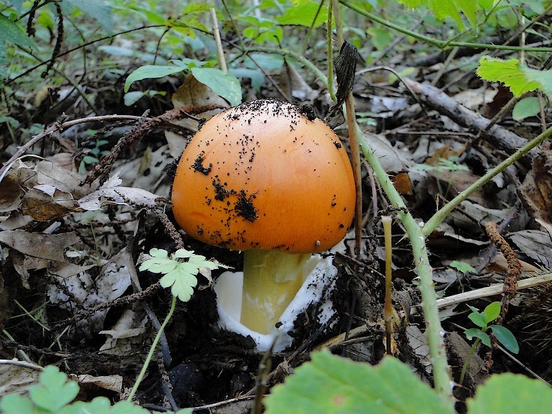 13 Amanita caesarea Francesco Marotta.jpg