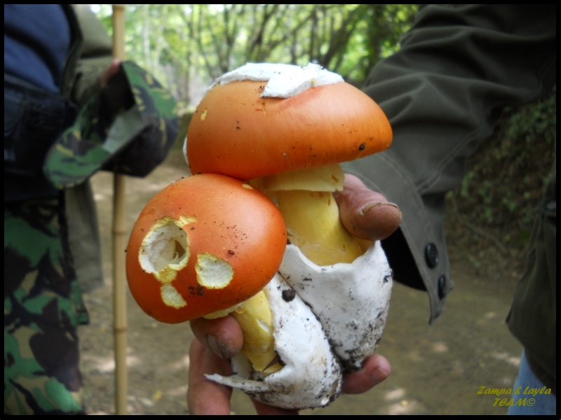 16 Amanita caesarea Zampa e Lyla.jpg