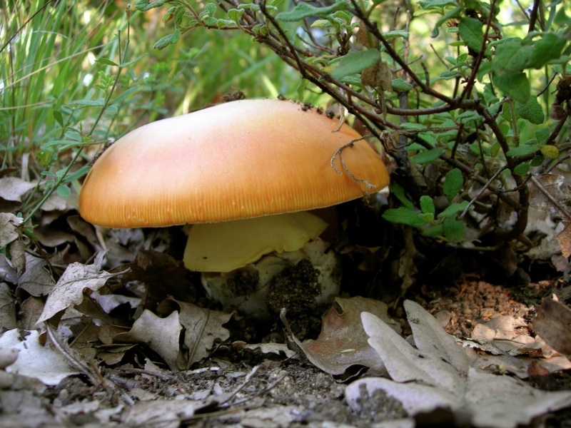 17 Amanita caesarea Piero 70.jpg