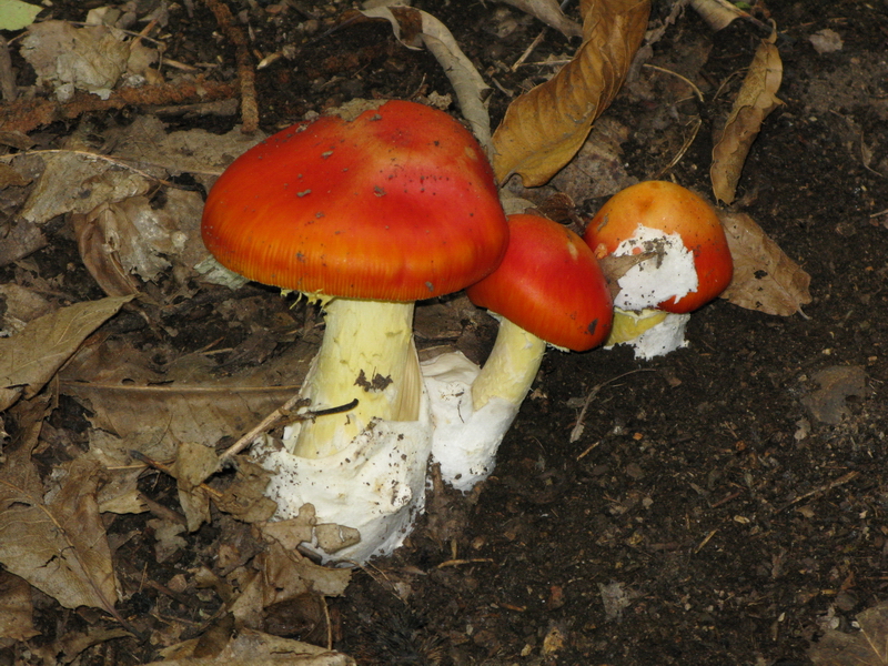 18 Amanita caesareaGiorgio Materozzi.jpg