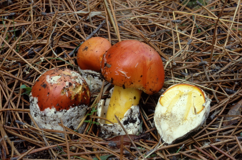 21 Amanita caesarea pineta Giorgio Materozzi.jpg