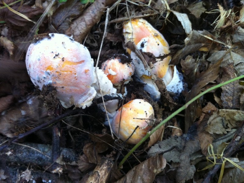 22 Amanita caesarea con Mycogone rosea Pinna blu.jpg