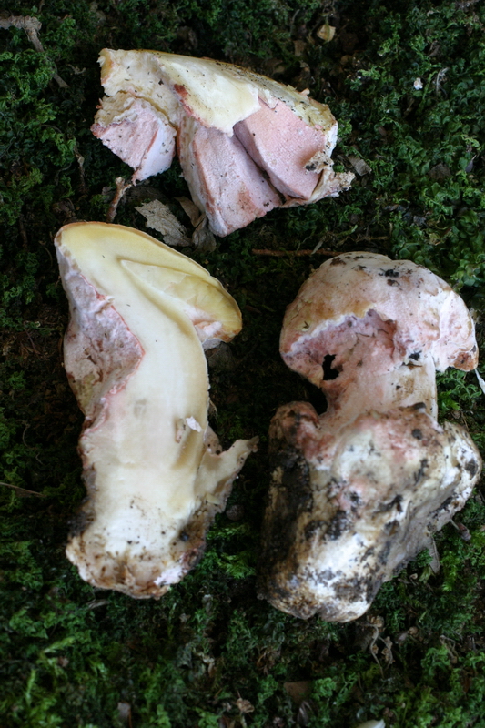 24 Amanita caesarea con Mycogone rosea Giorgio Materozzi.jpg