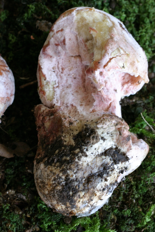 25 Amanita caesarea con Mycogone rosea Giorgio Materozzi.jpg