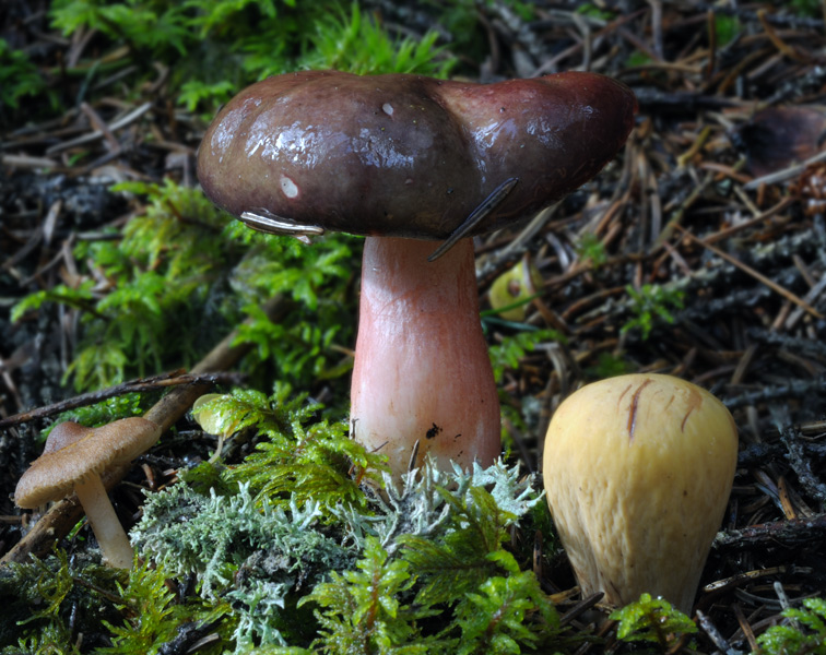 1g-Russula_14_queletii.jpg