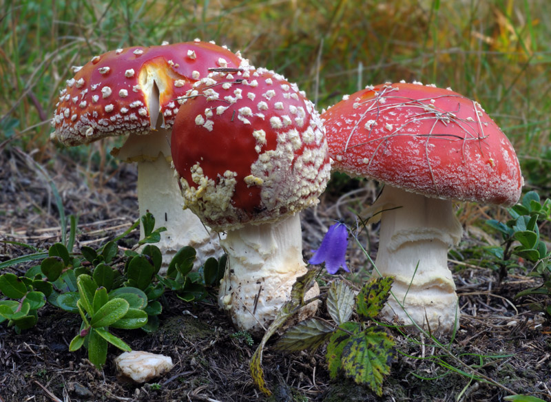 1l-Amanita_5_muscaria.jpg