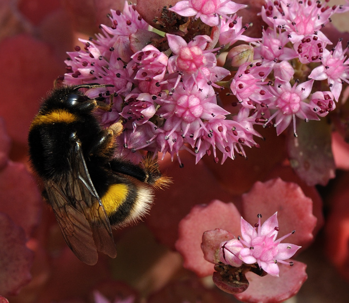 2c--Bombus-terrestris.jpg