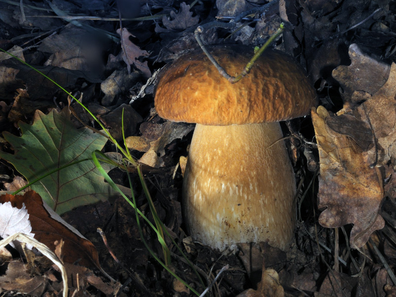 2e-Boletus-reticulatus.jpg