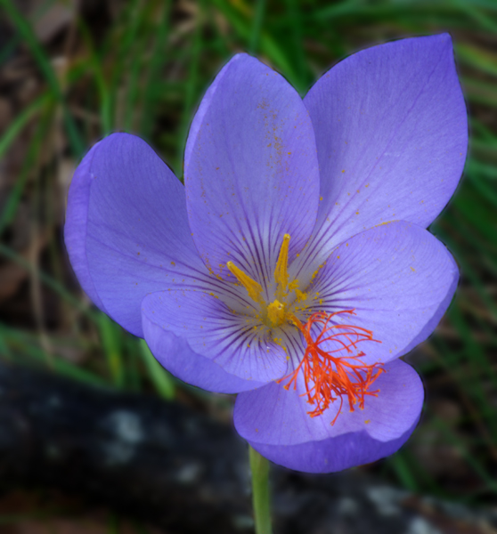 2f--Colchicum-autumnnalis.jpg