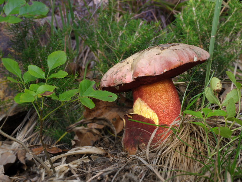 2g--Boletus-rhodoxanthus.jpg