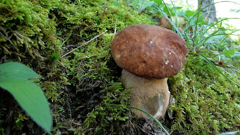 Boletus aestivalis (27).JPG