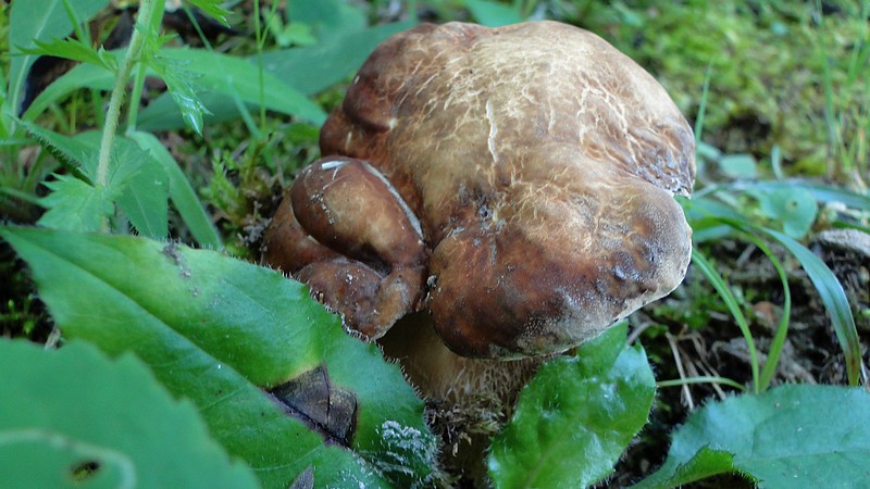 Boletus aestivalis (30).JPG