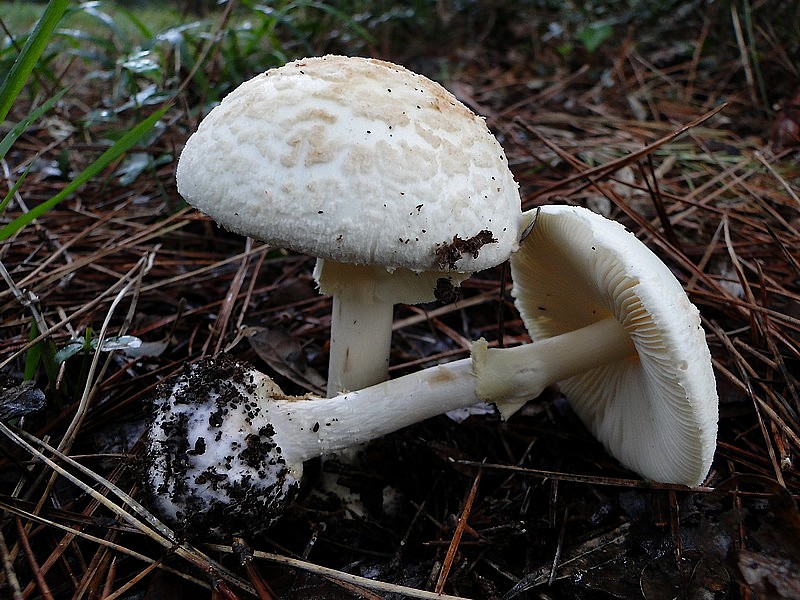 Amanita citrina (20).jpg