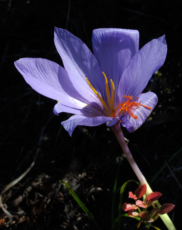 Crocus ligusticus.jpg