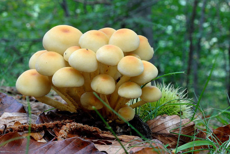 Hypholoma fasciculare.jpg