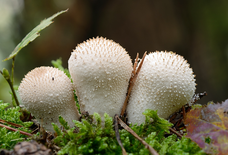 Lycoperdon perlatum.jpg