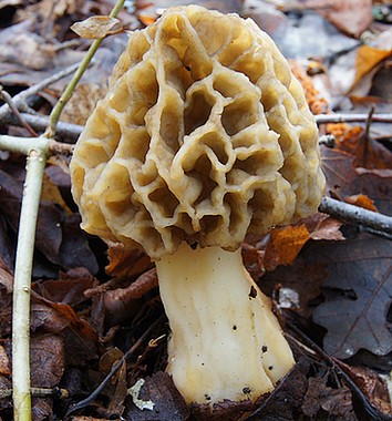 Morchella esculenta